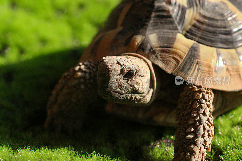 特写图像被捕获的赫尔曼的乌龟(Testudo hermanni)走在户外的苔藓法律在阳光下，健康的乌龟吃，宠物指南和照顾的概念